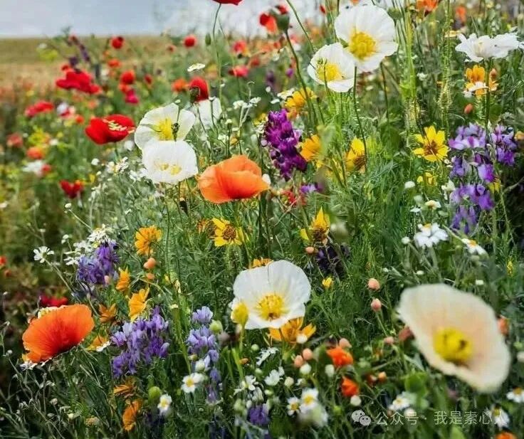 This may contain: a field full of colorful flowers under a cloudy sky